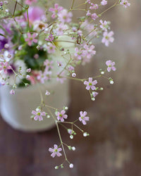 Zomer Harso Roze zaad