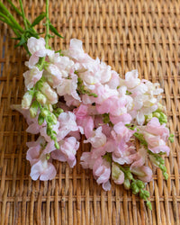 Leijongap Costa Silver zaden