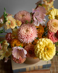 Zomeraster Ballon Abrikoos zaden