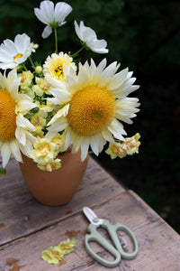 Leijongap Doubleshot Perzik zaden