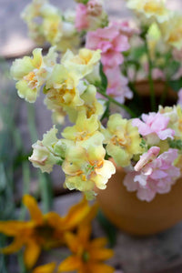 Leijongap Doubleshot Perzik zaden