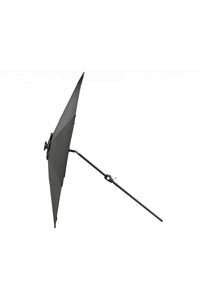 Sabal Parasol 