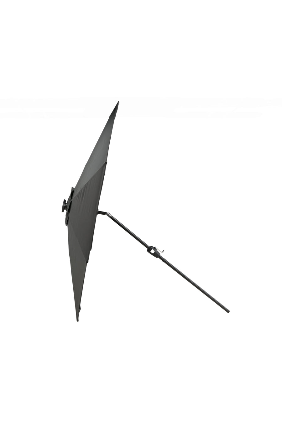 Sabal Parasol 