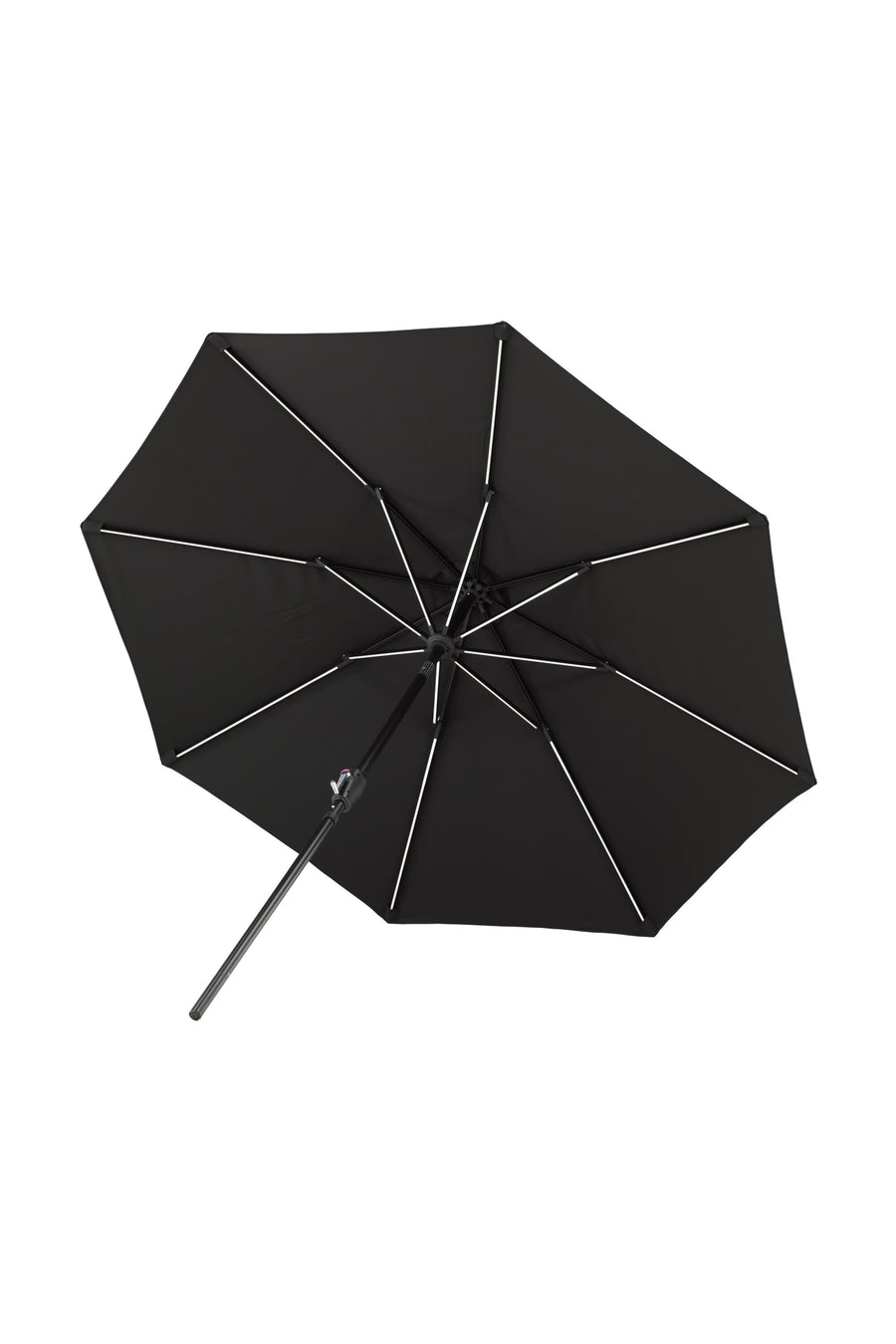 Sabal Parasol 