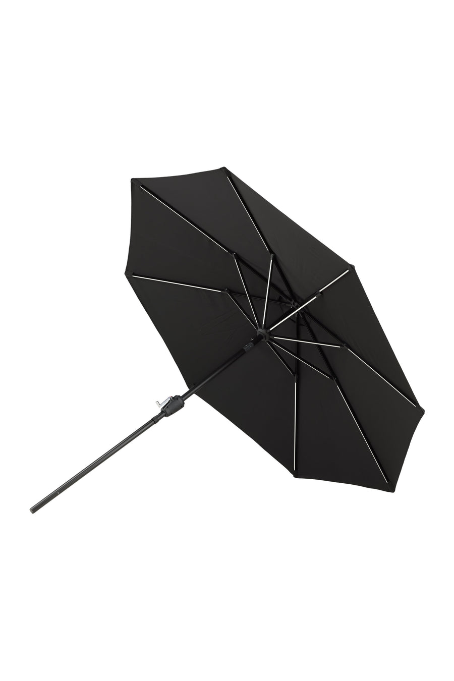 Sabal Parasol 