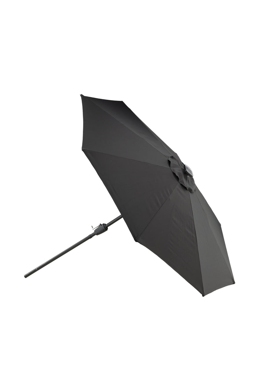 Sabal Parasol 