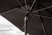 Sabal Parasol 