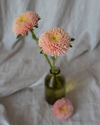 Zomeraster Ballon Abrikoos zaden