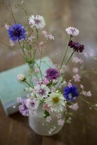 Blauwe korenbloem Klassieke magie zaden