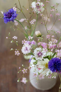 Zomer Harso Roze zaad