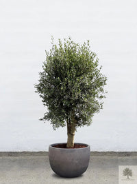 Pot Terracotta grijs - Laag rond - 64-120 cm 