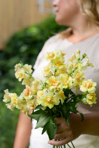 Leijongap Doubleshot Perzik zaden