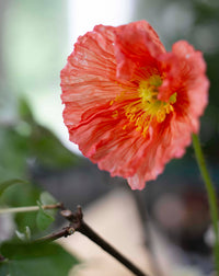 Colibrivallmo Ballerina Dreams zaden