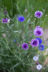 Blauwe korenbloem Klassieke magie zaden