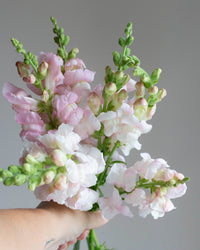 Leijongap Costa Silver zaden