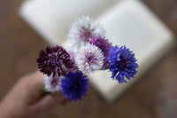 Blauwe korenbloem Klassieke magie zaden