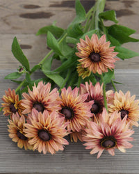 Zomer rudbeckia zaden