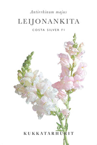 Leijongap Costa Silver zaden