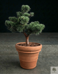 Pot Terracotta - Siena - 58 cm diameter - 50 cm hoogte 