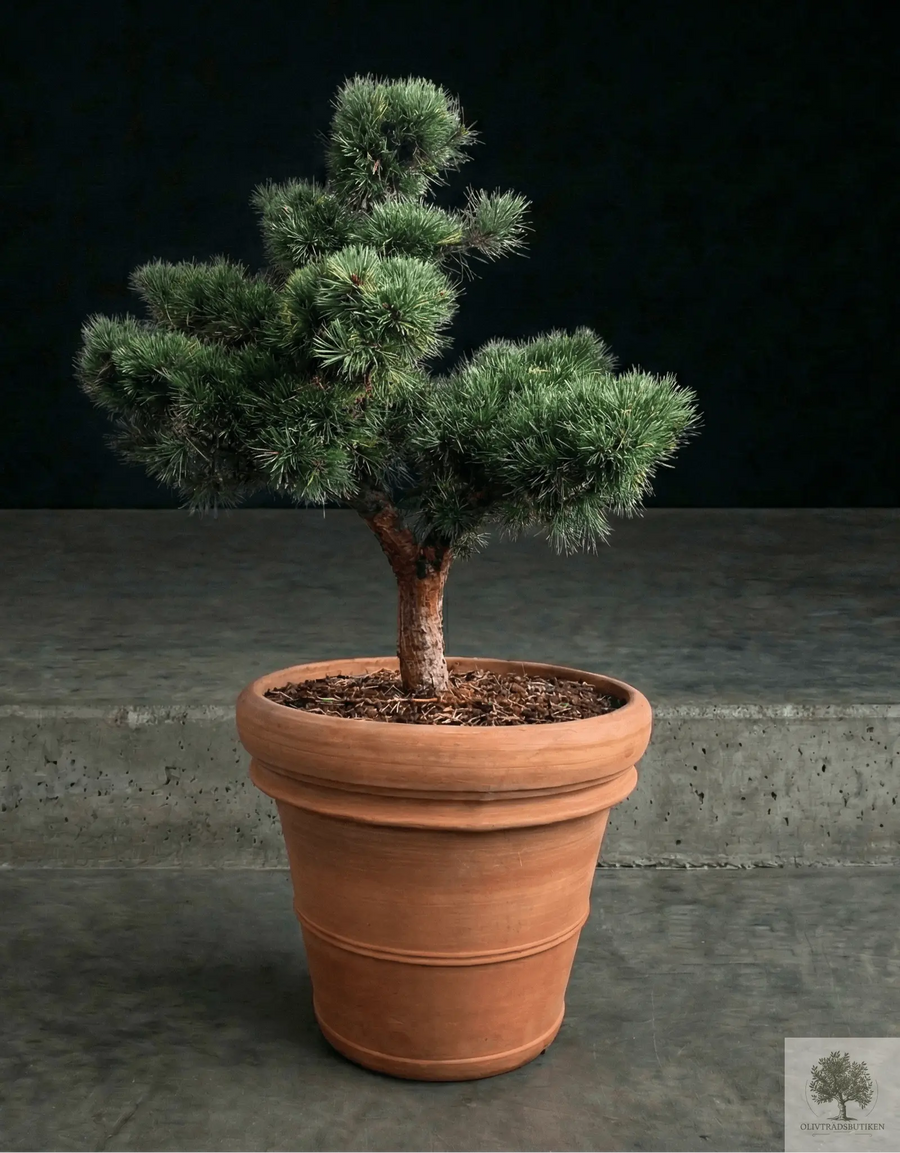 Pot Terracotta - Siena - 58 cm diameter - 50 cm hoogte 