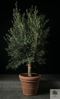 Pot Terracotta - Siena - 58 cm diameter - 50 cm hoogte 