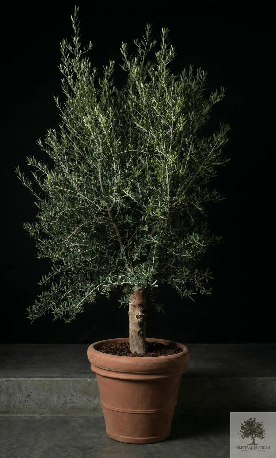 Pot Terracotta - Siena - 58 cm diameter - 50 cm hoogte 