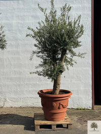 Pot Terracotta - Impruneta Garland - 80 cm diameter - 62 cm hoogte 