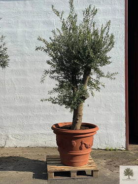 Pot Terracotta - Impruneta Garland - 80 cm diameter - 62 cm hoogte 