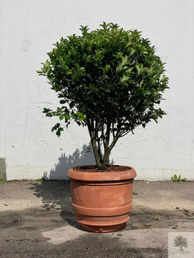 Terracottapot - Barile Liscio - 60 cm diameter - 51 cm hoogte 