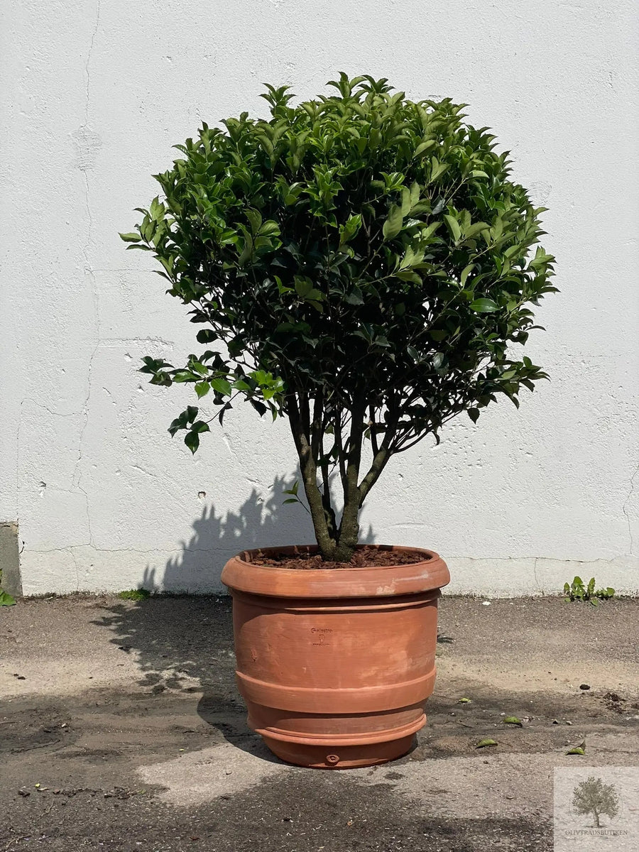 Terracottapot - Barile Liscio - 60 cm diameter - 51 cm hoogte 
