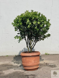 Terracottapot - Barile Liscio - 60 cm diameter - 51 cm hoogte 