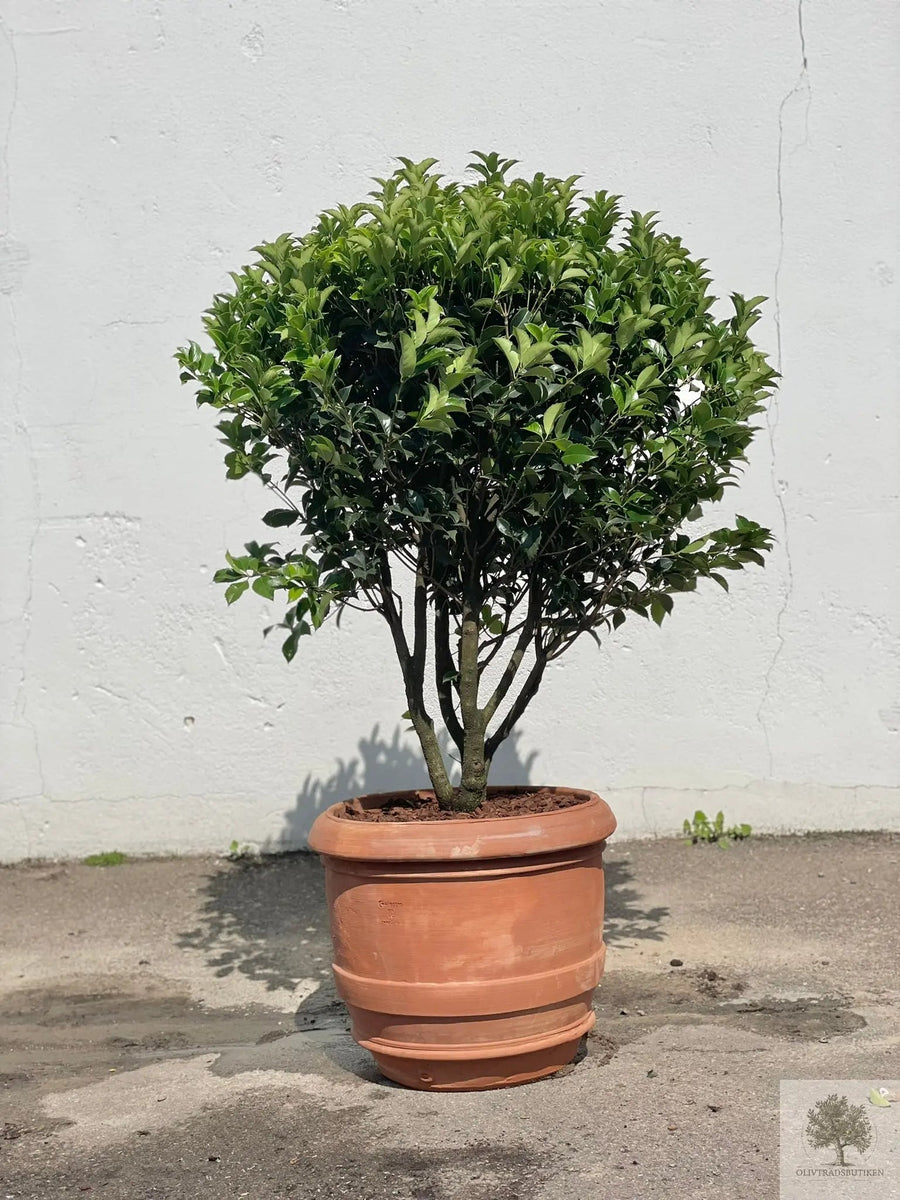Terracottapot - Barile Liscio - 60 cm diameter - 51 cm hoogte 