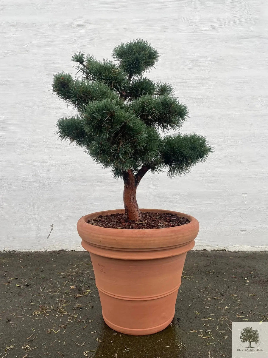 Terracotta pot - Toscana - 70 cm diameter - 58 cm hoogte 