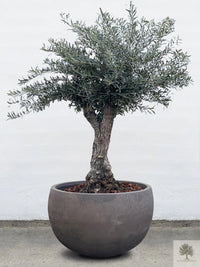 Pot Terracotta grijs - Laag rond - 64-120 cm 