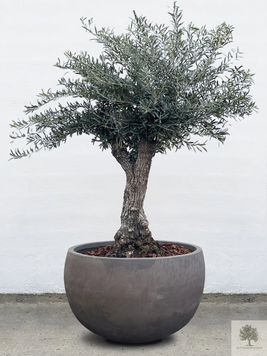 Pot Terracotta grijs - Laag rond - 64-120 cm 