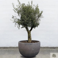 Pot Terracotta grijs - Laag rond - 64-120 cm 