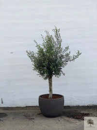 Pot Terracotta grijs - Laag rond - 64-120 cm 