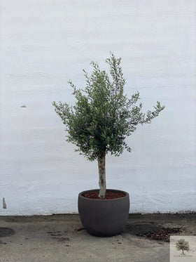 Pot Terracotta grijs - Laag rond - 64-120 cm 