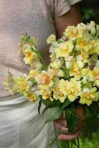 Leijongap Doubleshot Perzik zaden