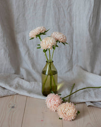 Zomeraster Chrisantella Lotos zaden