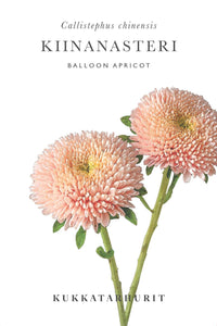 Zomeraster Ballon Abrikoos zaden