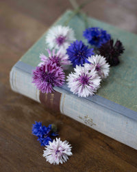 Blauwe korenbloem Klassieke magie zaden