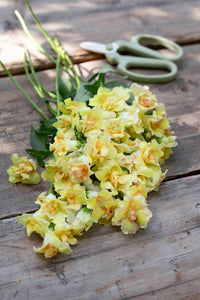 Leijongap Doubleshot Perzik zaden