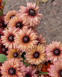 Zomer rudbeckia zaden