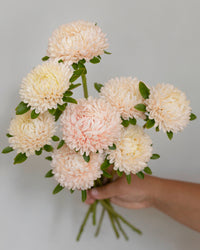 Zomeraster Chrisantella Lotos zaden