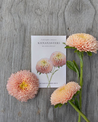 Zomeraster Ballon Abrikoos zaden