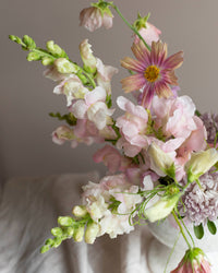 Leijongap Costa Silver zaden