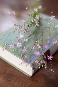 Zomer Harso Roze zaad