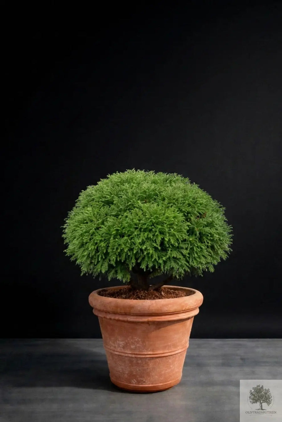 Terracotta pot - Siena - 51 cm diameter - 45 cm hoogte 